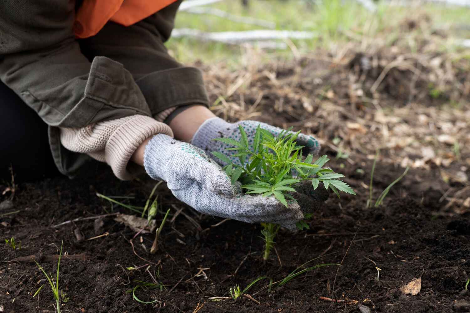 Tree Root Removal in Reinholds, PA